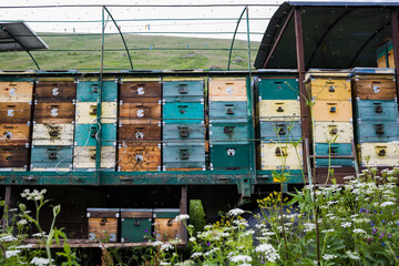 houses of the bees are placed on the green grass in the mountains. row of bee hives in a field in...