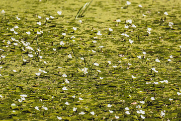 overgrown pond with water lilies