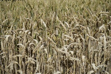 Weizen Weizenfeld Ernte Anbau