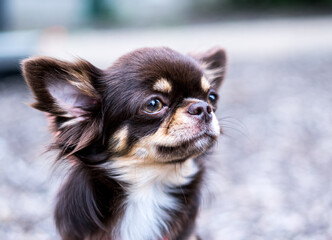 dog, doggy, cute, animal, tier, hund, Chihuahua