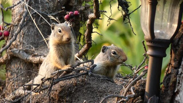 Squirrel Couple Watches from Luxury Highrise Root Rooftop LOOP