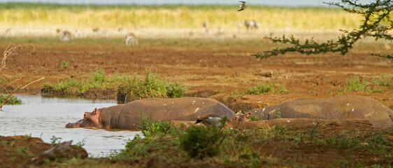 Two Hippopotamuses Sleeping, Lake Manyara, Tanzania
