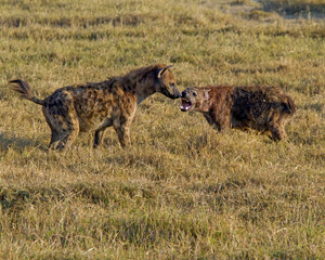 Hyenas Arguing Ngrorongoro, Tanzania