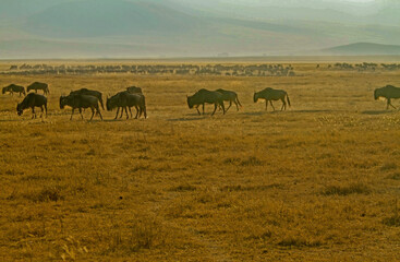 Fototapeta na wymiar Wildebeest Heard Ngorongor, Tanzania