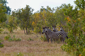 Fototapeta na wymiar Zebras , Selous Tanzania