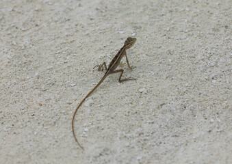 little gecko on the sand