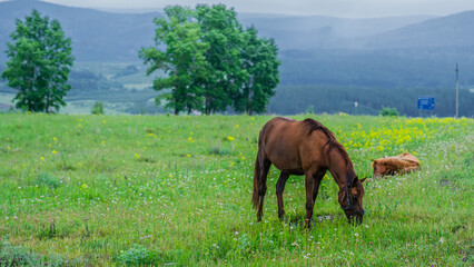 horse grazing in a meadow