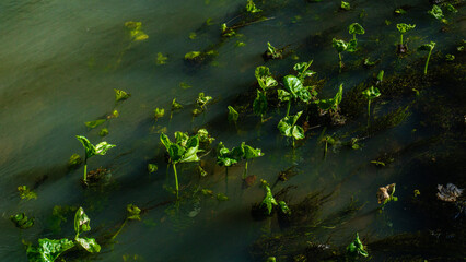 grass in the pond