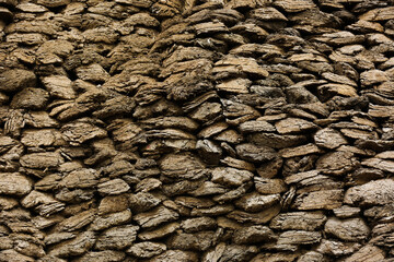 texture of a tree bark