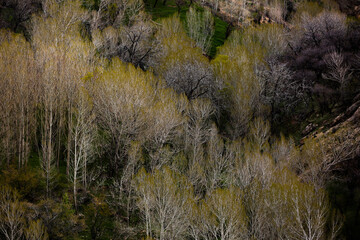the grass in the mountains