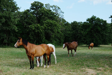 Rural Texas ranch with mares as horse herd in pasture during summer.