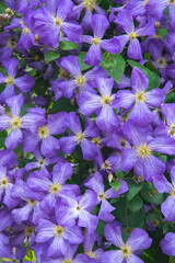 flowers in the garden