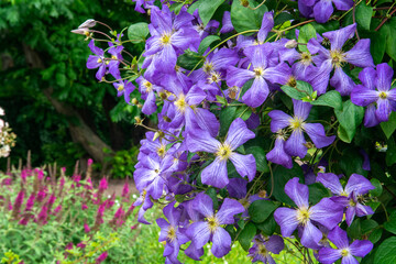 clematis Jenny  in the garden