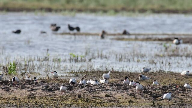 background, great, crested, grebe, podiceps, podiceps cristatus, great crested grebe, grebes, water, summer, nest, animal, wildlife, close, nature, spring, nests, wild, neck, waterbird, green, water b