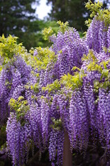 Fototapeta premium 綺麗に咲く藤の花