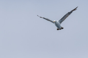 Gull in Flight