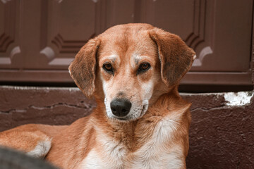 portrait of a dog