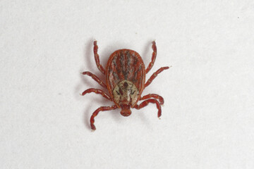 Tique (Dermacentor reticulatus)