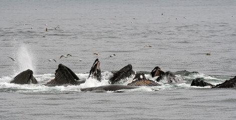 Humpback Whales Bubble Net Feeding in Kenai Fjords