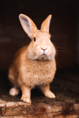 Cute rabbit sitting in cage
