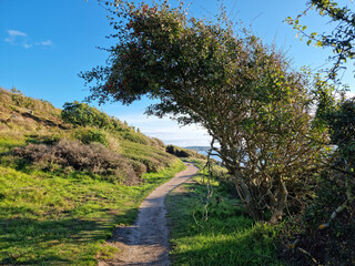 Bend tree by wind in Bornholm Denmark Scandinavia