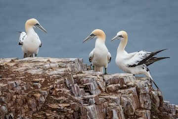 Gannet On Rocks at Troop Head Scotland