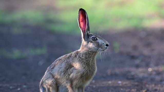 European hare Lepus europaeus, also known as the brown hare, stands on a beautiful background. Brown fluffy fur, long ears, big eyes.