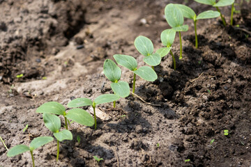 Young sprouts with cucumber leaves on the ground. Young sprout new cucumber plant at soil.