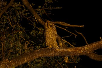 Aves, flores y paisajes