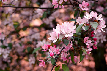 Fototapeta na wymiar close branch with cherry blossoms on a blurred green background. nature in spring. poster . calendar. pink flowers on the tree