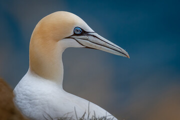 Gannet On Rocks at Troop Head Scotland