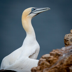 Gannet On Rocks at Troop Head Scotland