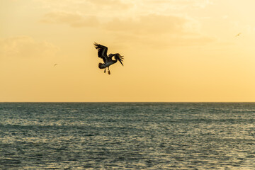 Palomino is one of the five corregimientos of the municipality of Dibulla, in La Guajira, Colombia