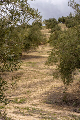 Gentle slope of an Andalusian field full of olive trees