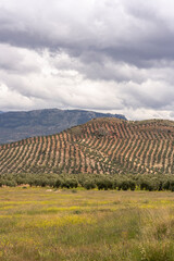 Andalusian countryside with slopes of small mountains covered with olive trees on a cloudy day