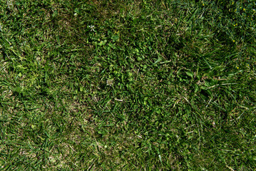 green lawn grass background background