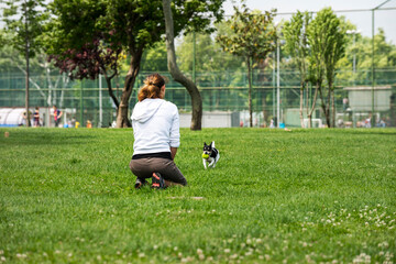 Puppy playing with the ball that his mistress throws him in a park in Istanbul