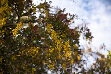 Against the background of bright spring foliage and light bokeh blooms with beautiful yellow...