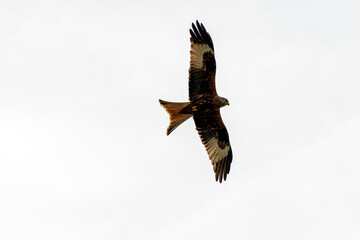 Flying red kite (Milvus milvus) on British sky