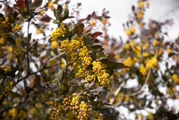 Against the background of bright spring foliage and light bokeh blooms with beautiful yellow flowers garden varietal barberry, exuding fragrance