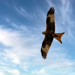 Flying red kite (Milvus milvus) on British sky