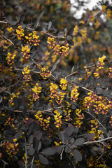 Against the background of bright spring foliage and light bokeh blooms with beautiful yellow flowers garden varietal barberry, exuding fragrance