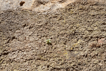 The old non-flat concrete wall as a background
