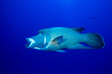 Open mouth napoleonfish, Cheilinus undulatus, Rocky Island, Zabargad, Red Sea, Egypt