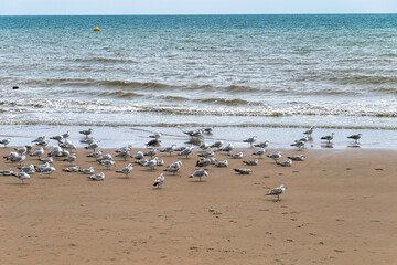 Group of European herring gulls (Larus argentatus) on the beach in Dymchurch, Kent, United Kingdom