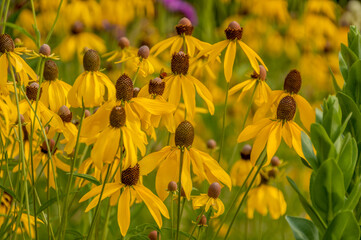 Yellow Coneflowers