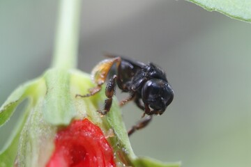 bug on a leaf
