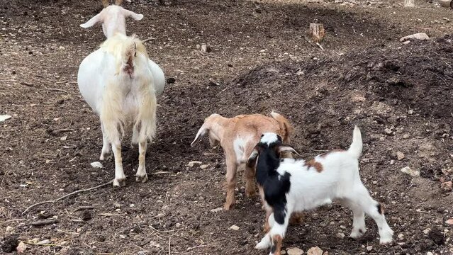 Kid goats nurse from their mother on a dirt surface