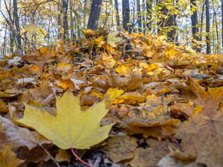 Yellow leaves in the autumn forest. Maple leaf on the ground. Bright colors of the September forest.