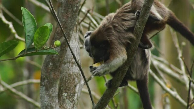 Monkey eating in the jungle